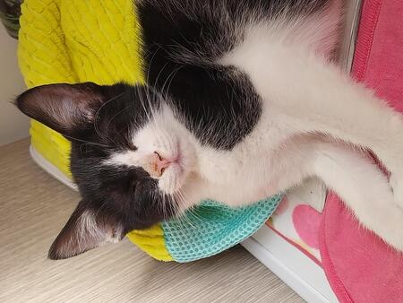 Adopter Pixel & Poky