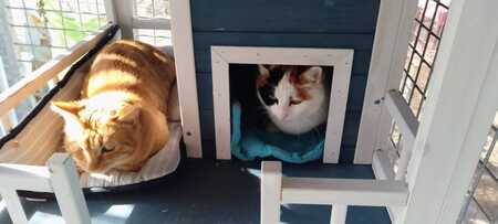 Adopter LILAS