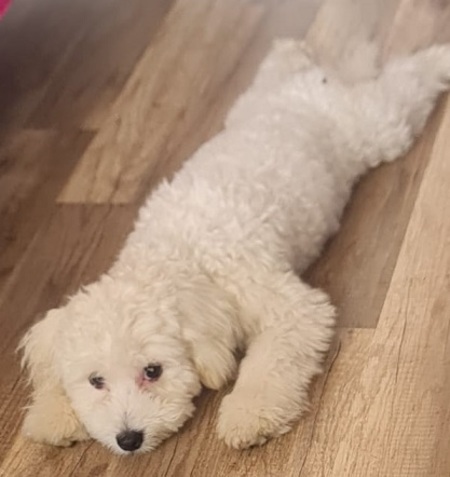 Adopter Léo