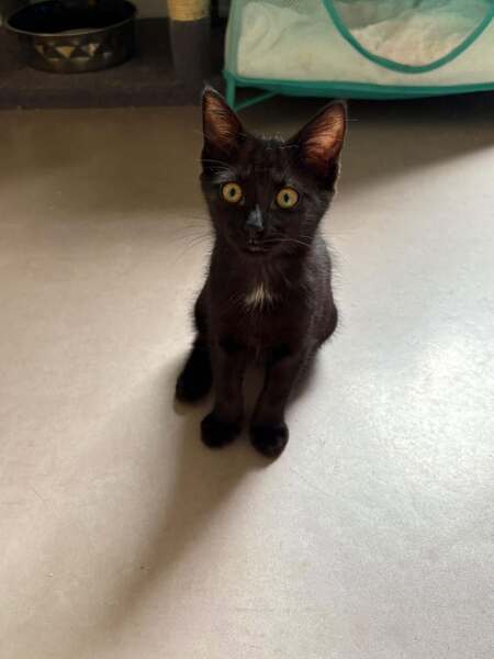 Adopter Baloo