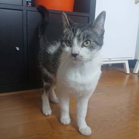 Adopter Louisa