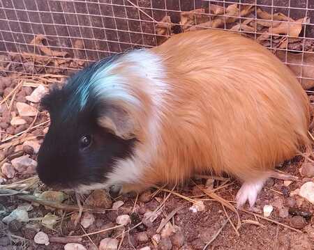 Adopter Tri