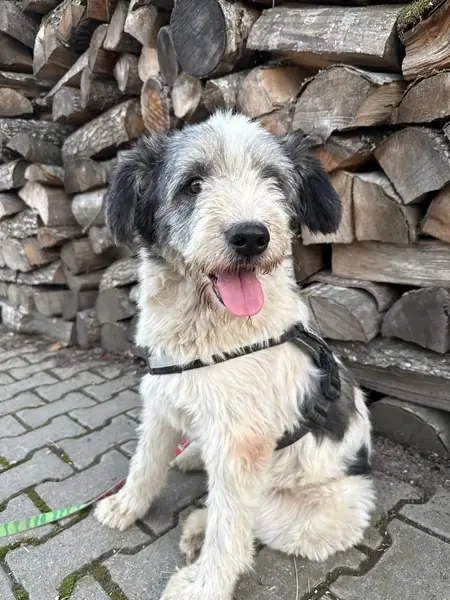 Adopter Remy