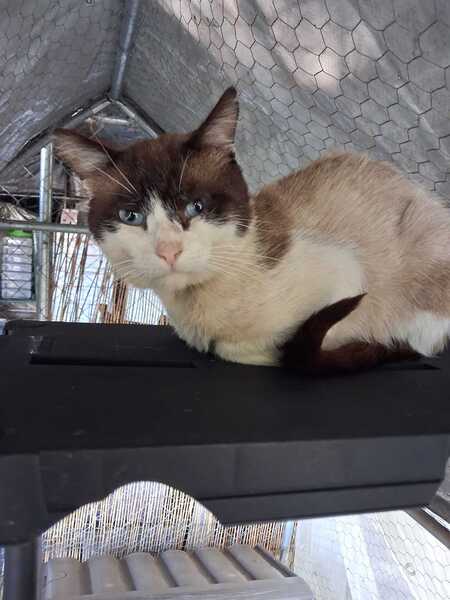 Adopter Zorro