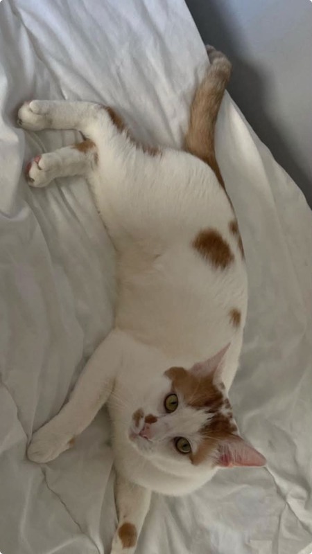Adopter Charlie