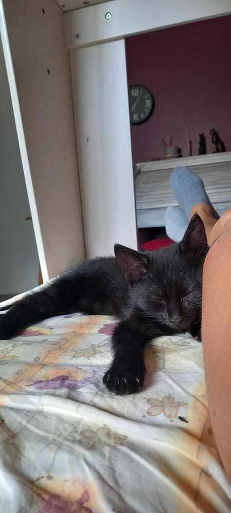 Adopter Maki