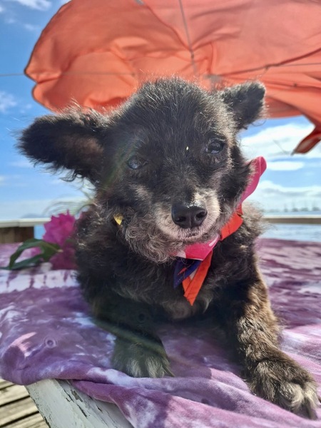 Adopter PONIOU