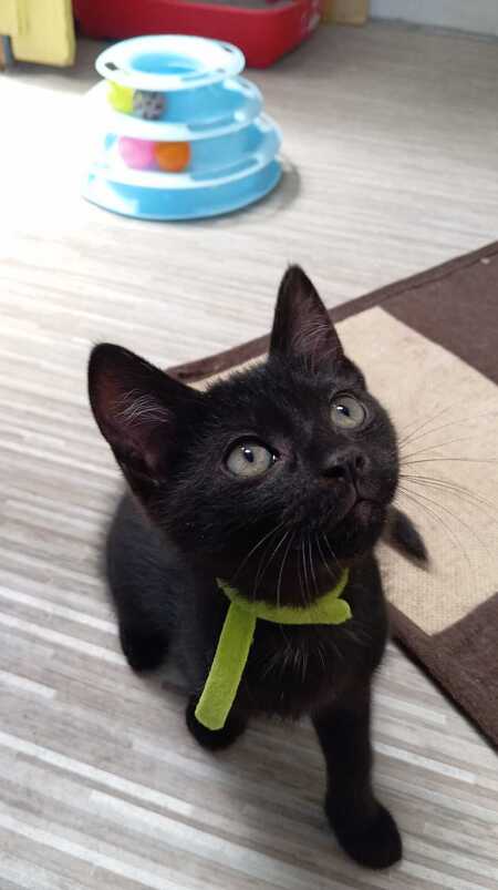 Adopter BETTY