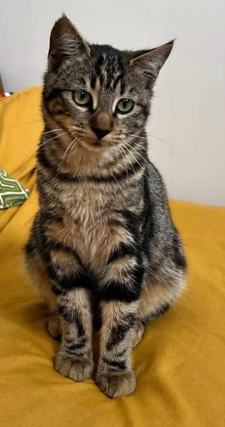 Adopter Valencia 
