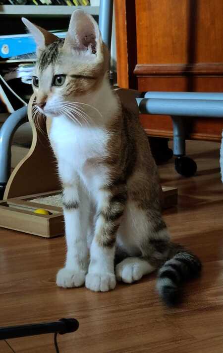 Adopter Lacy