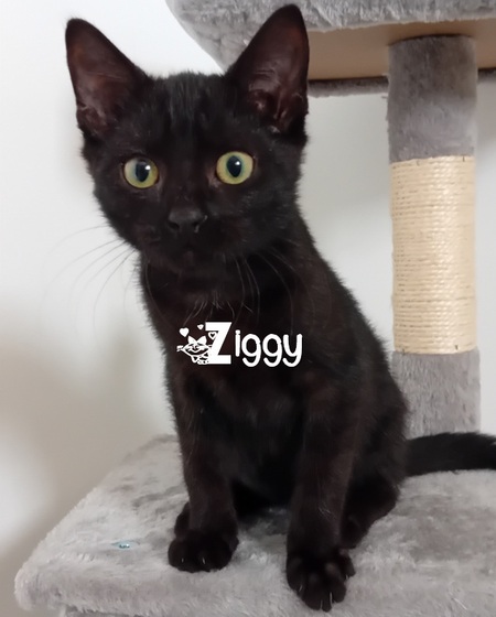 Adopter Ziggy