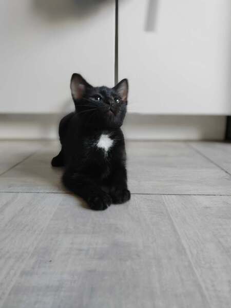 Adopter SKY
