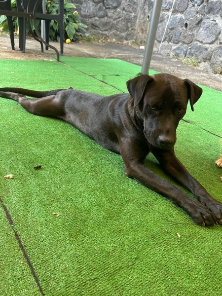 Adopter Mowgli