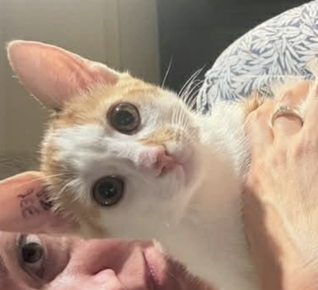 Adopter BISCUIT 