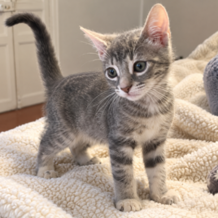 Adopter Remi