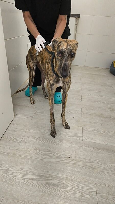 Adopter Mandarina