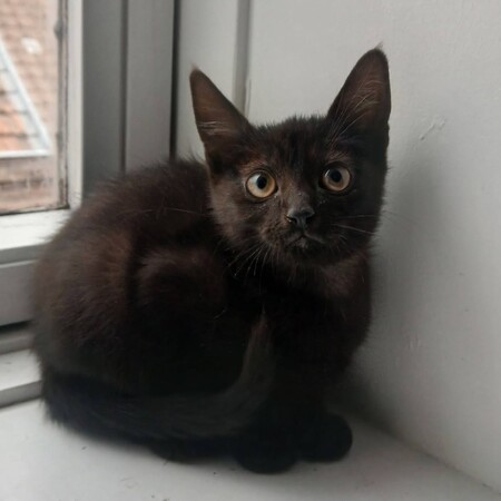 Adopter Vio