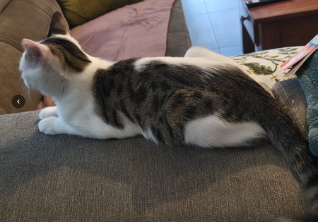 Adopter Peluche