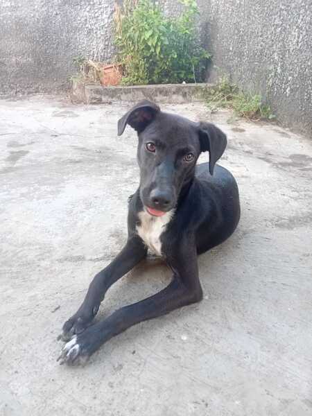 Adopter Cheeky
