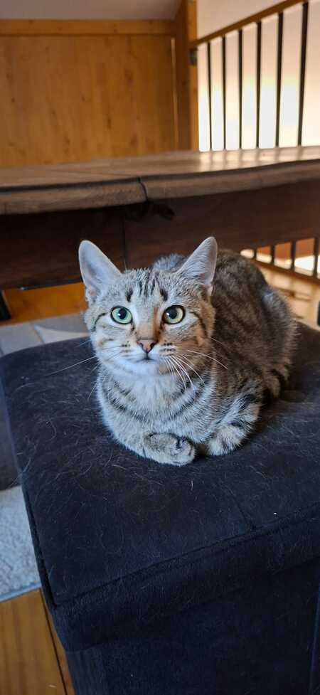 Adopter Bellone