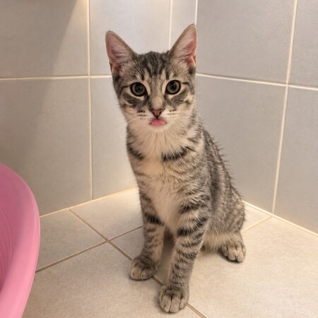 Adopter Gaia