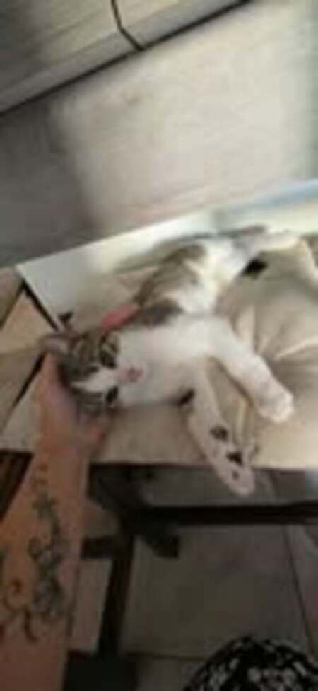 Adopter Loki