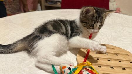 Adopter Romia