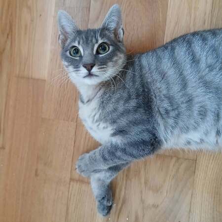 Adopter Malo