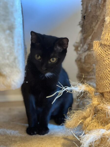 Adopter Zucchero