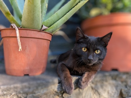 Adopter Gaston