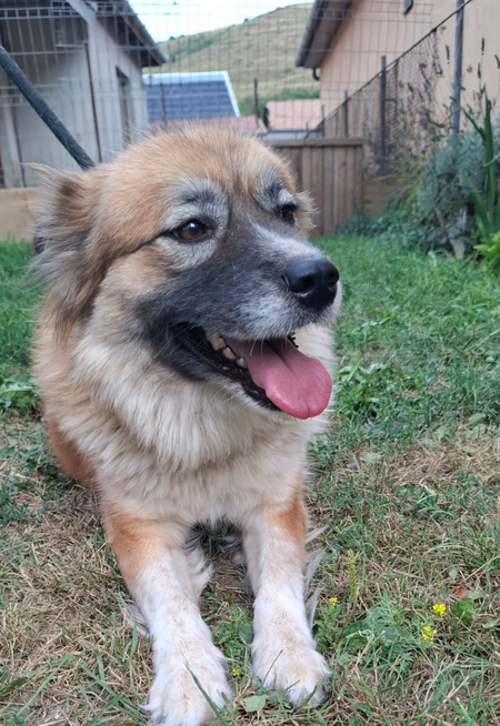 Adopter Summer