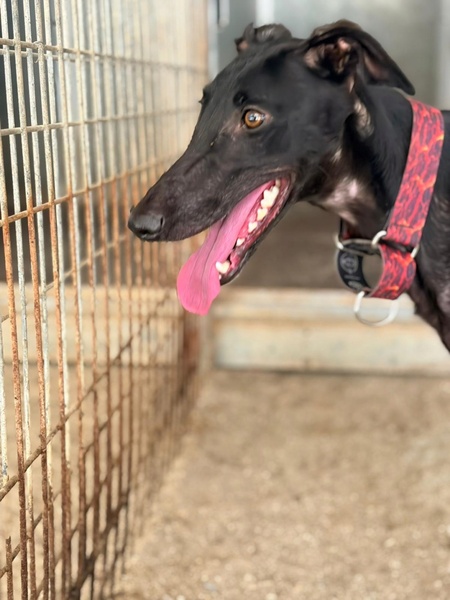 Adopter EIRA