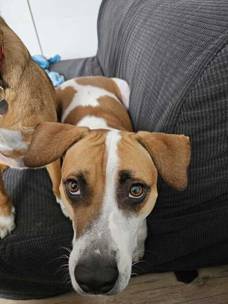 Adopter Elliot