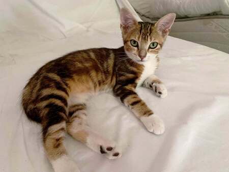 Adopter Princesse