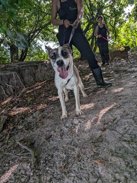Adopter Aydat