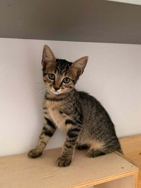 Adopter MERINGUE