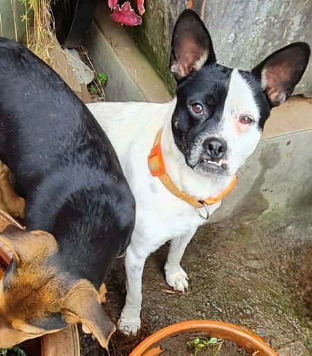 Adopter Drak