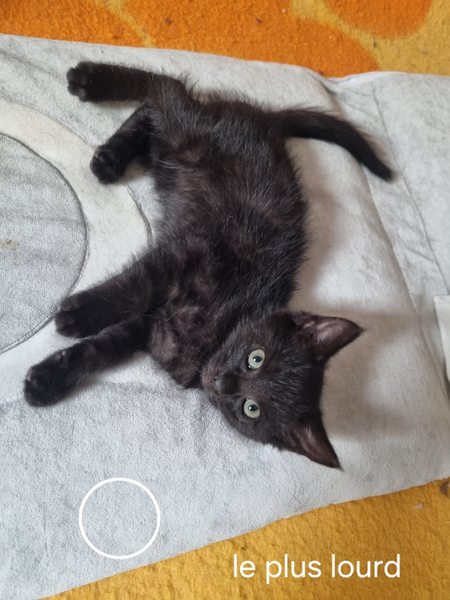 Adopter Brownie