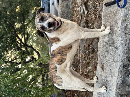 Adopter Macao