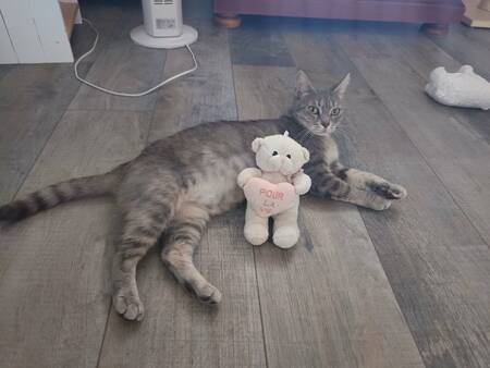 Adopter Bastet