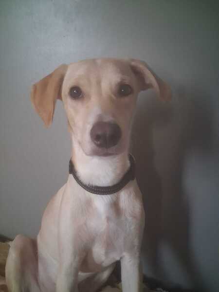 Adopter Star