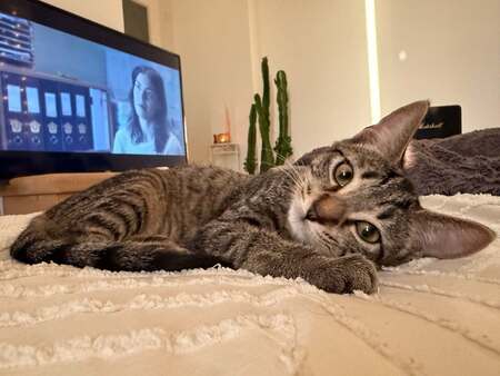 Adopter Blake