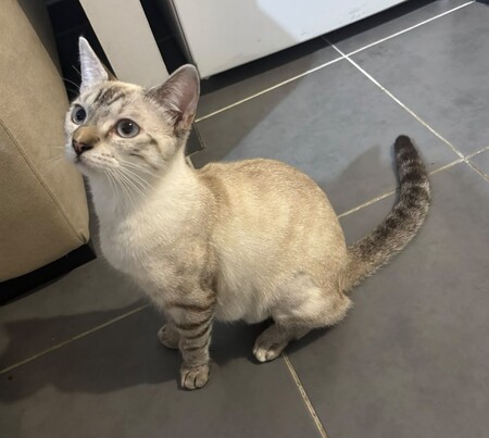 Adopter Fleur 