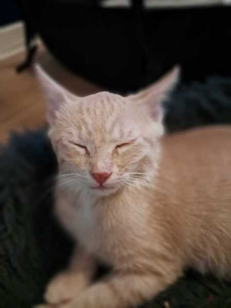 Adopter Aïko