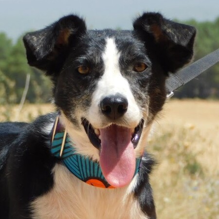 Adopter Toni