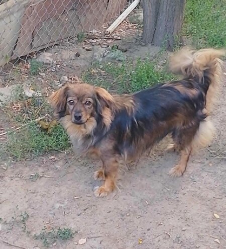 Adopter Enza