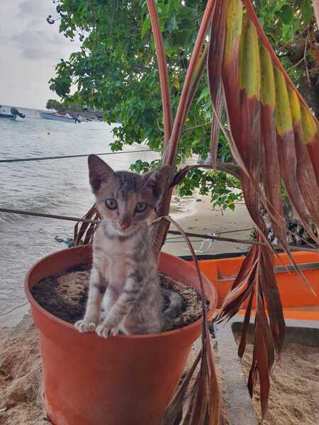 Adopter Lucie