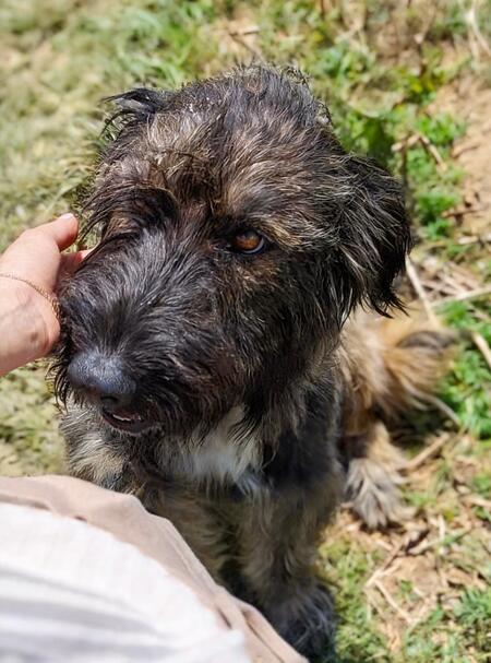 Adopter Candie