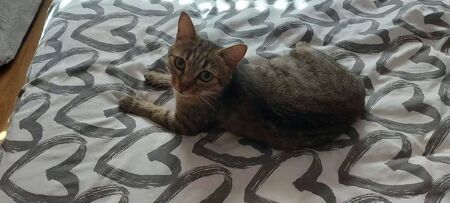 Adopter Zélie 