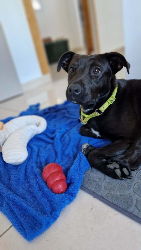 Adopter Kanel